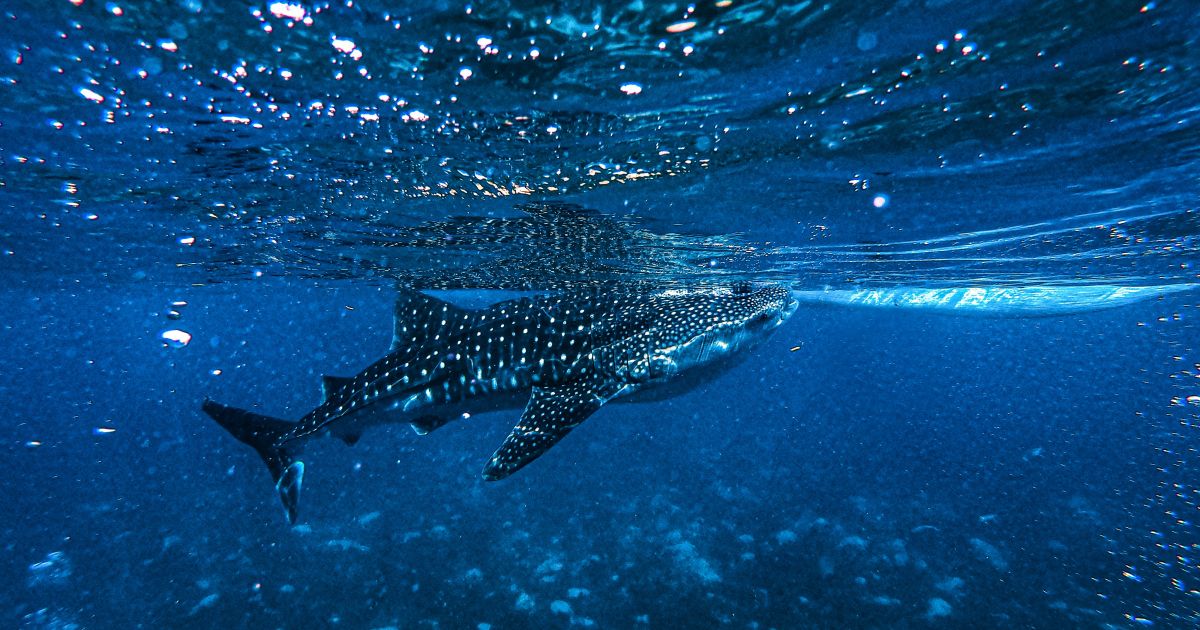 Swim with Whale Sharks in the Maldives: Timing and Preparation