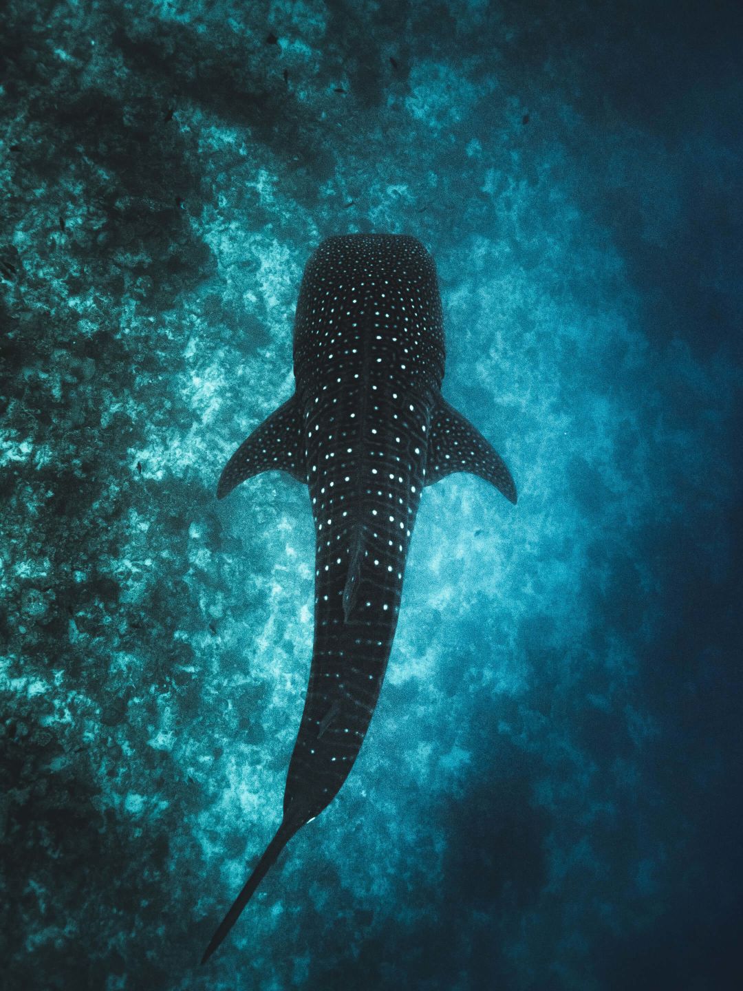 A Fish Swimming In The Water