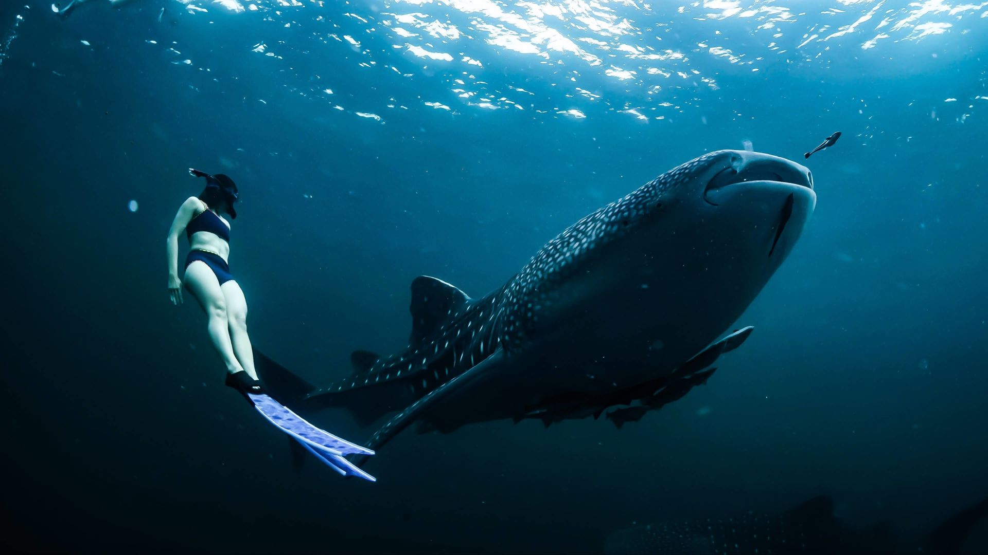 A Person In Scuba Gear And A Shark Swimming In The Water