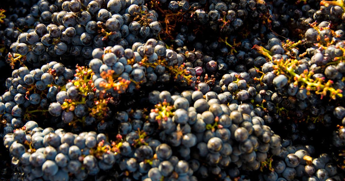 Bordeaux Wine Region: A Guide to the World’s Most Famous Viticulture