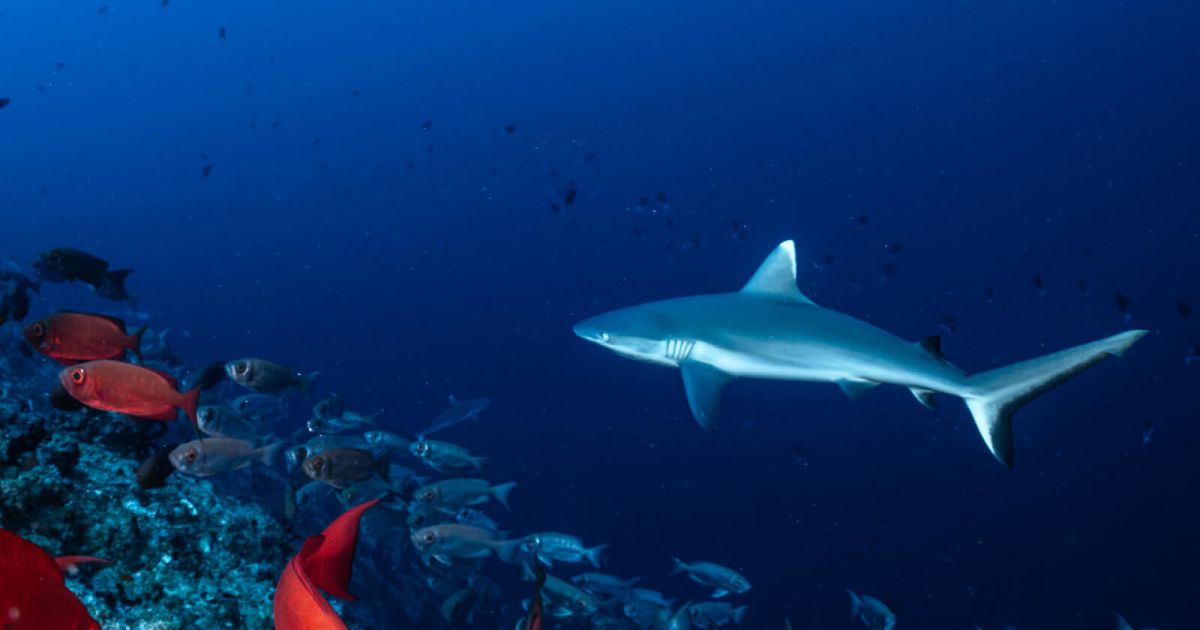Discover Maldives: Exploring Deep Wall Dives