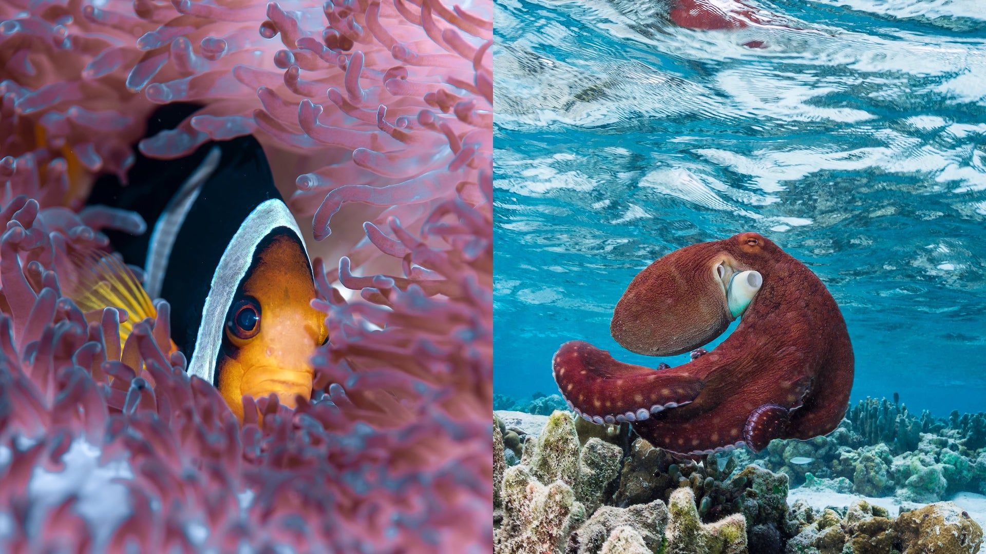A Couple Of Fish In An Aquarium