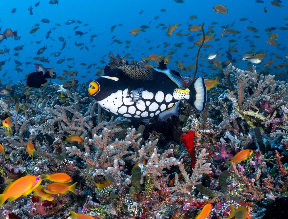 A School Of Fish Swimming In The Ocean