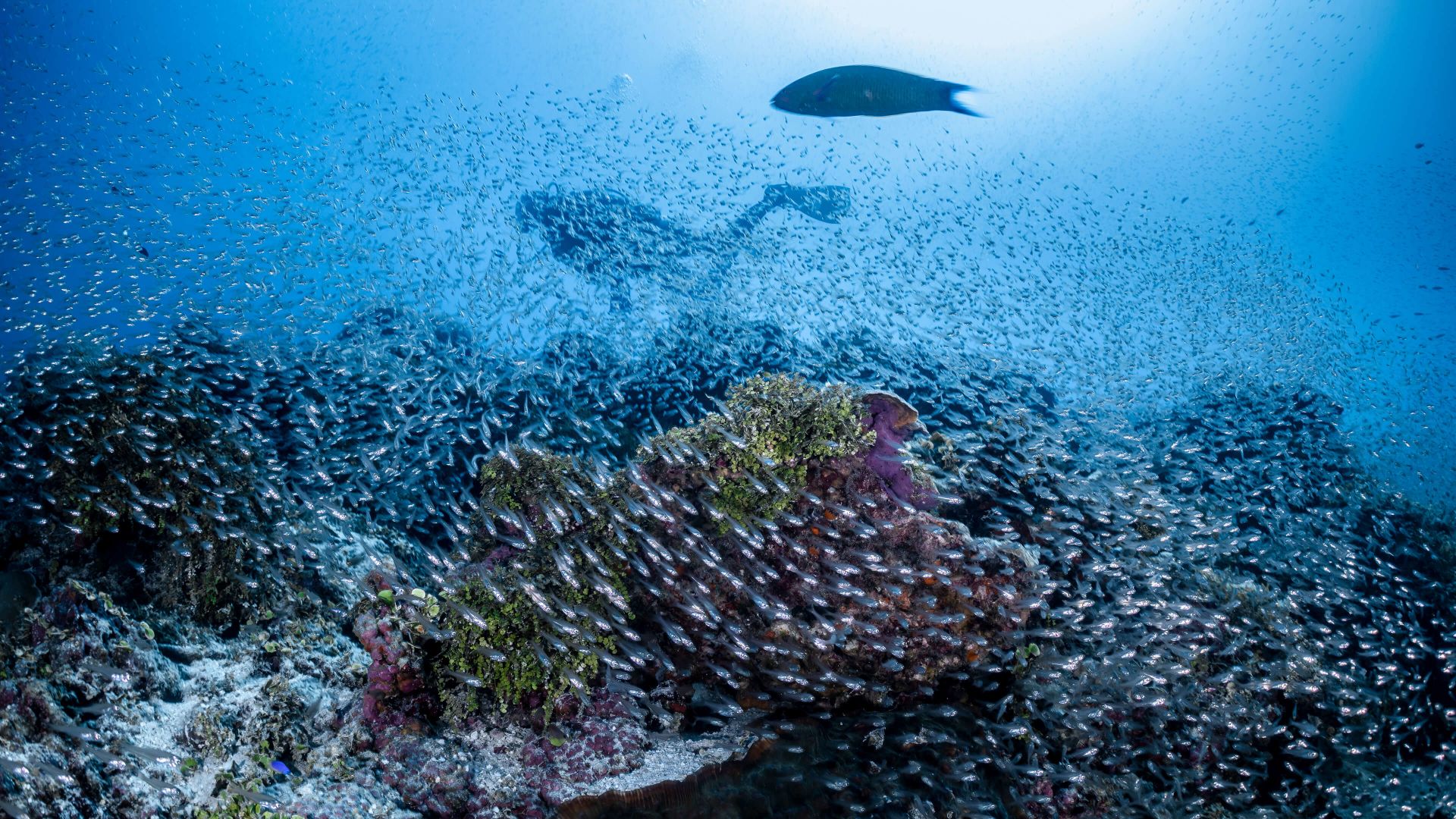 A Coral Reef Under Water