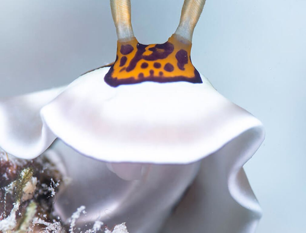 A Close-up Of A Sea Animal