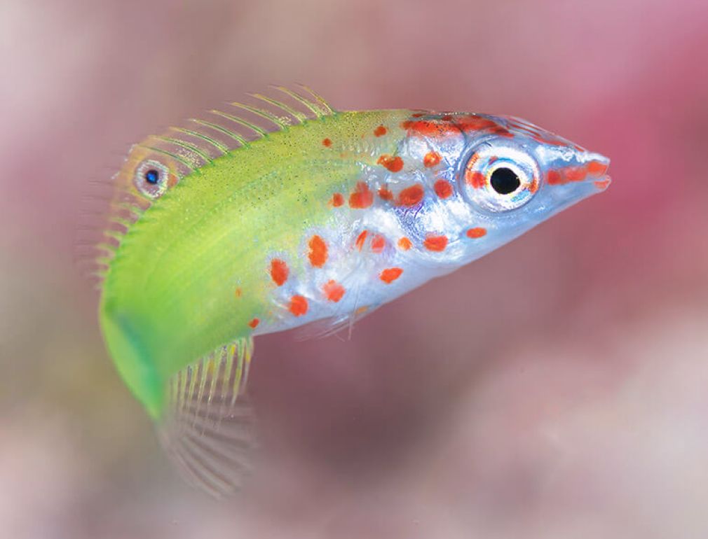 A Colorful Fish With Orange Spots
