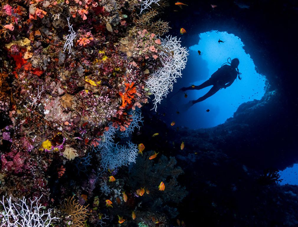 A Person Swimming In A Tank Of Fish