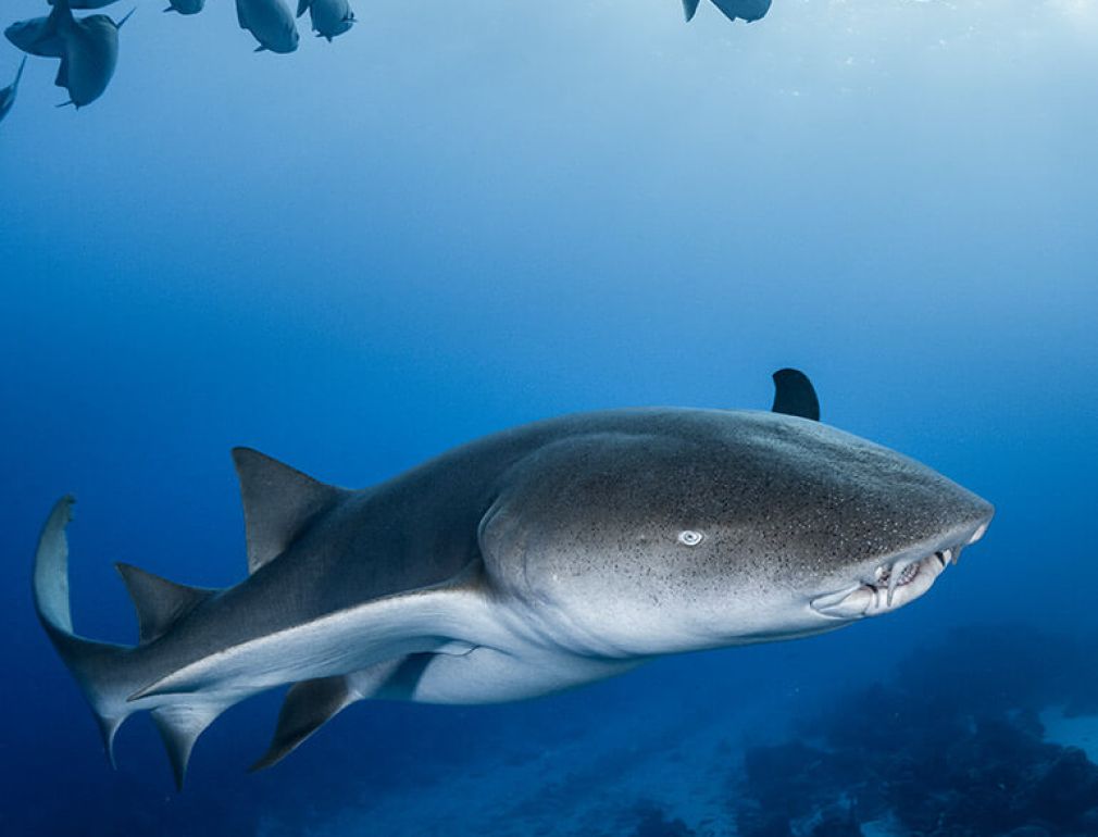 A Shark Swimming In The Water