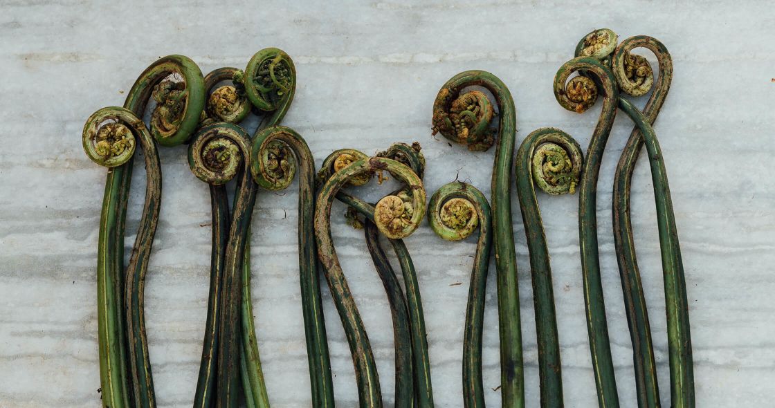 A Group Of Green And Gold Snakes