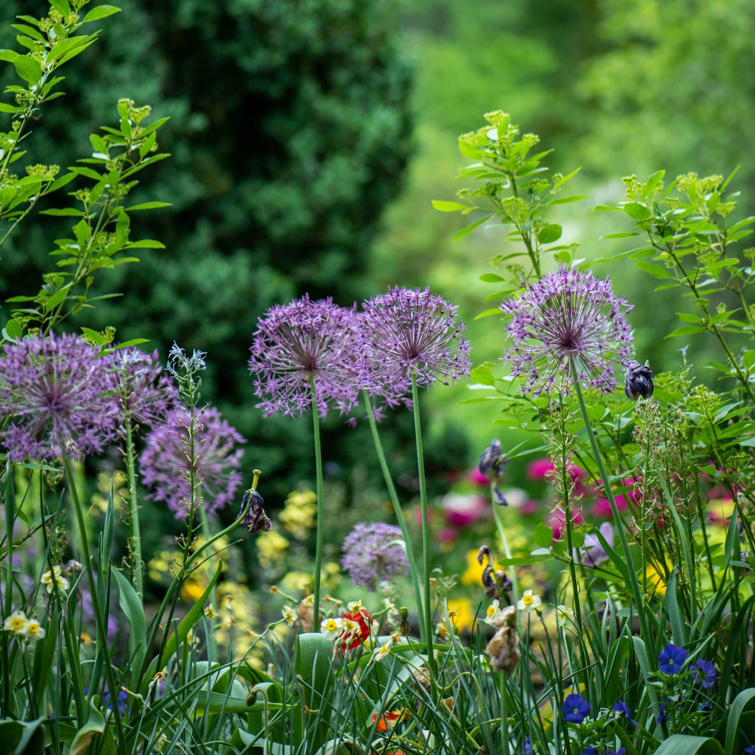 A Group Of Flowers