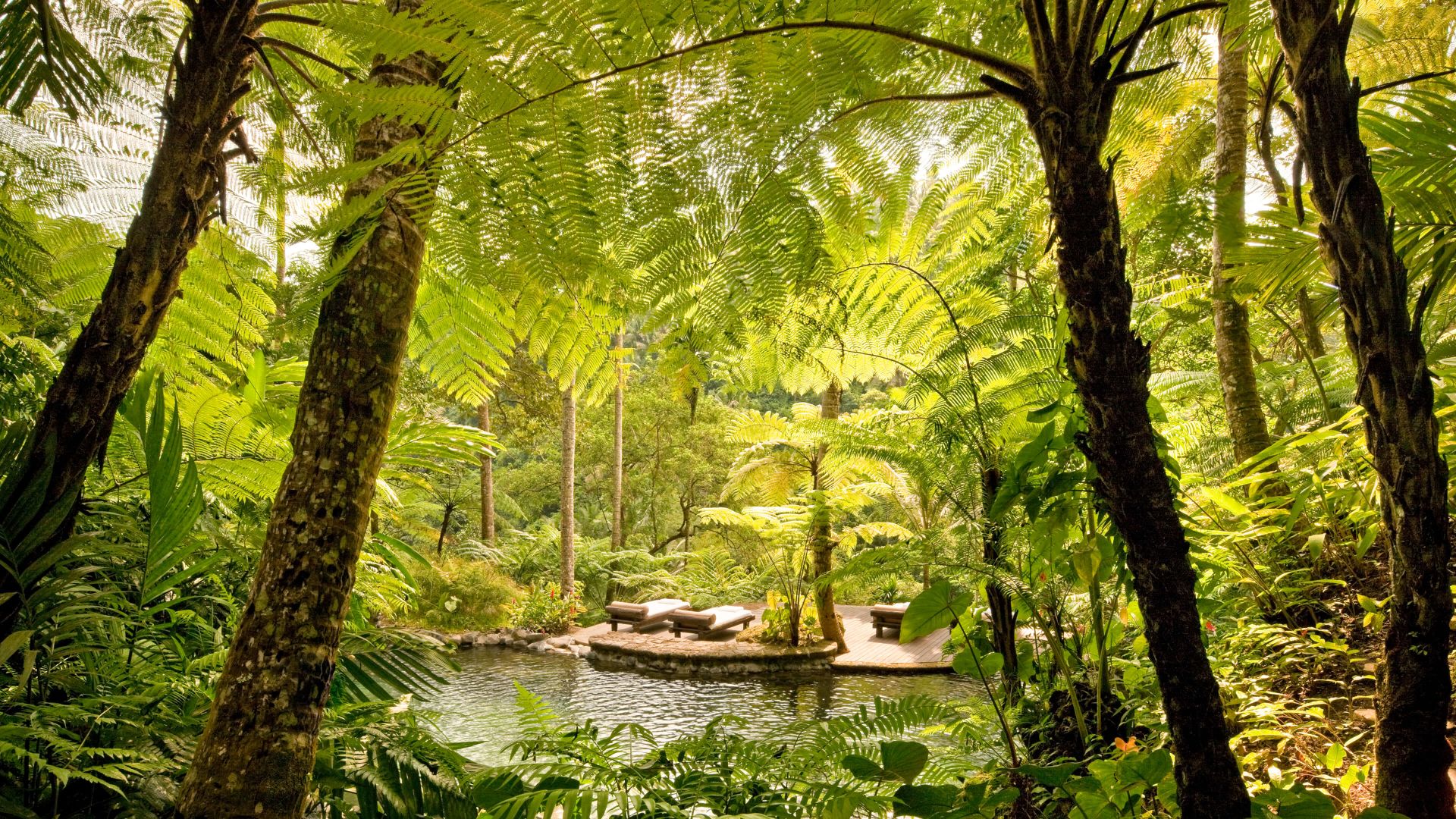 A River In A Forest