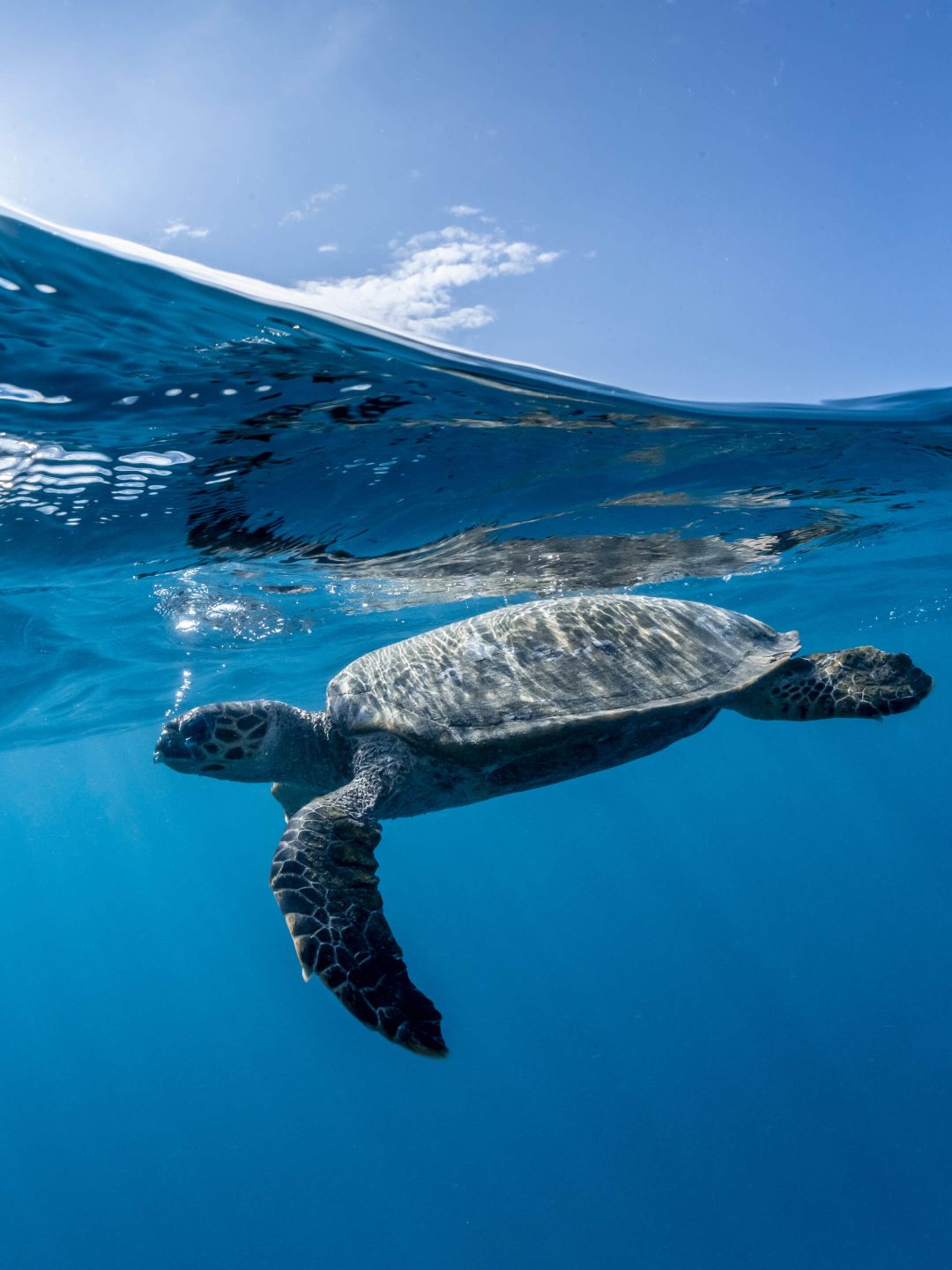 A Sea Turtle Swimming In The Ocean
