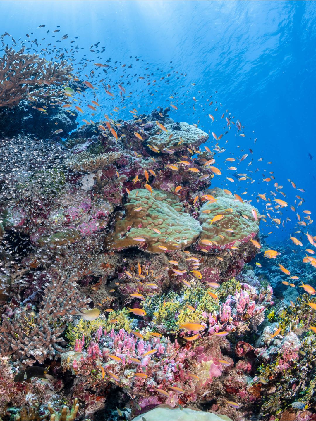 A Coral Reef With Fish