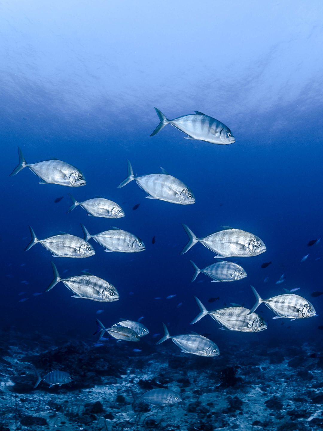 A School Of Fish Swimming In The Ocean