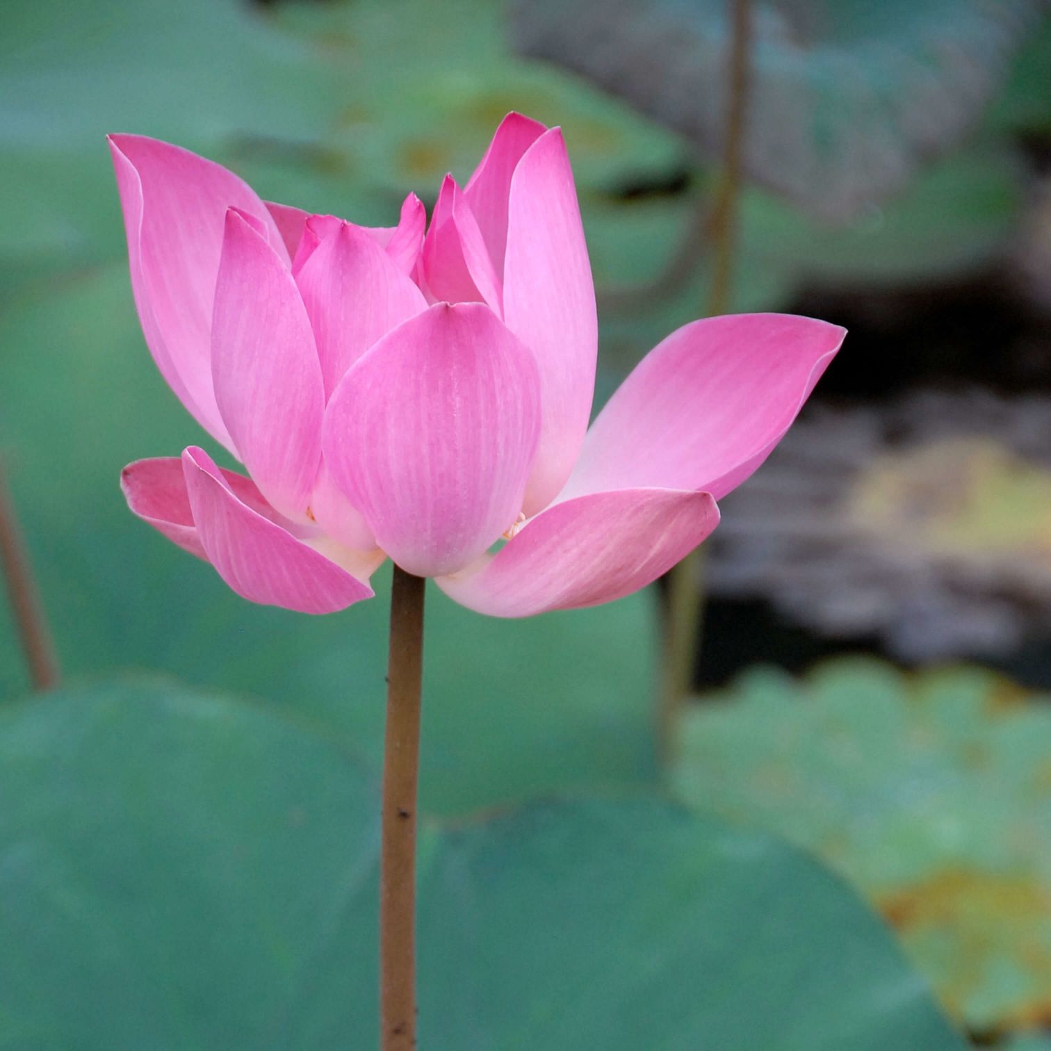 A Pink Flower On A Plant