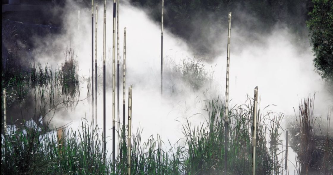 A Forest With Tall Grass