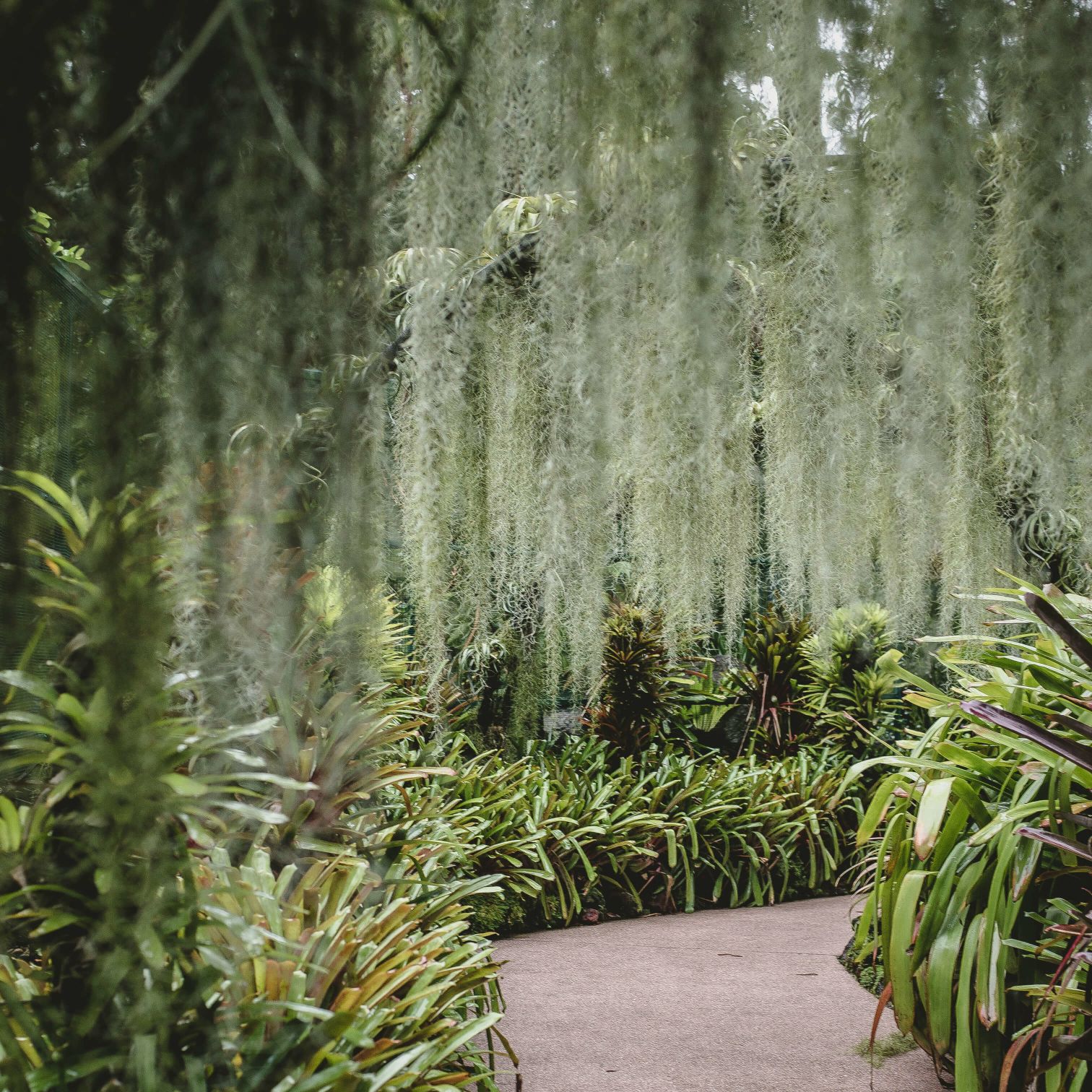 A Path Through A Forest