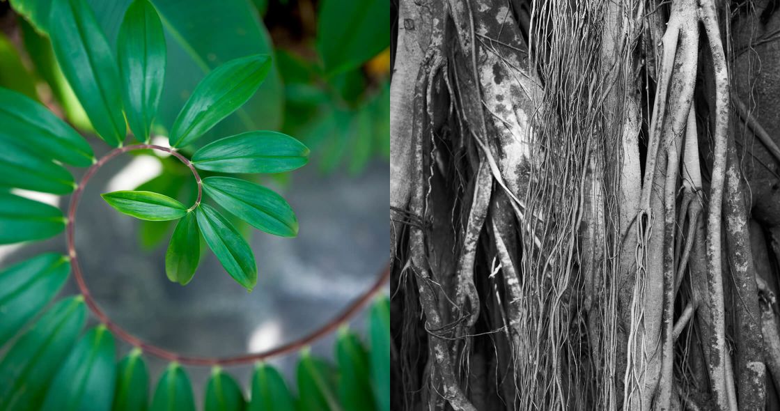 A Tree Trunk With A Plant Growing On It