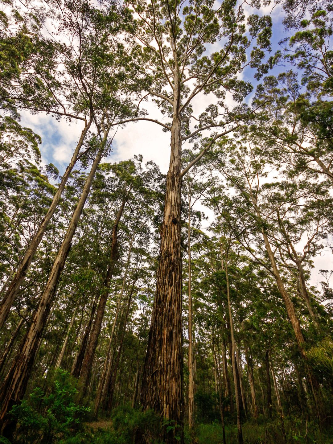 Tall Trees In A Forest