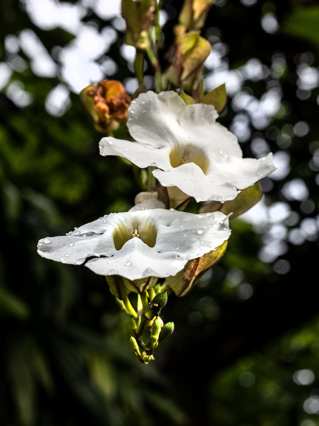 A Close Up Of White Flowers