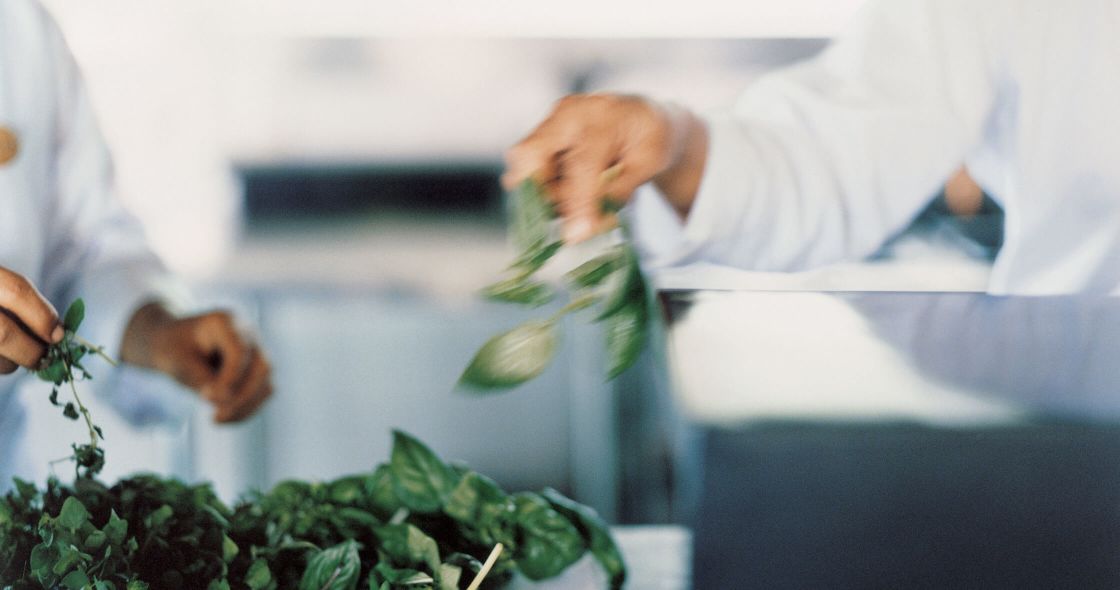 A Person Holding A Plant