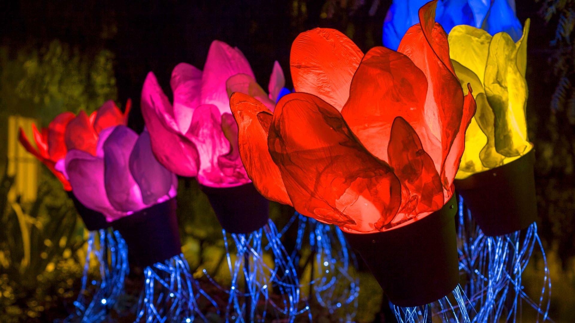 A Group Of Colorful Flowers