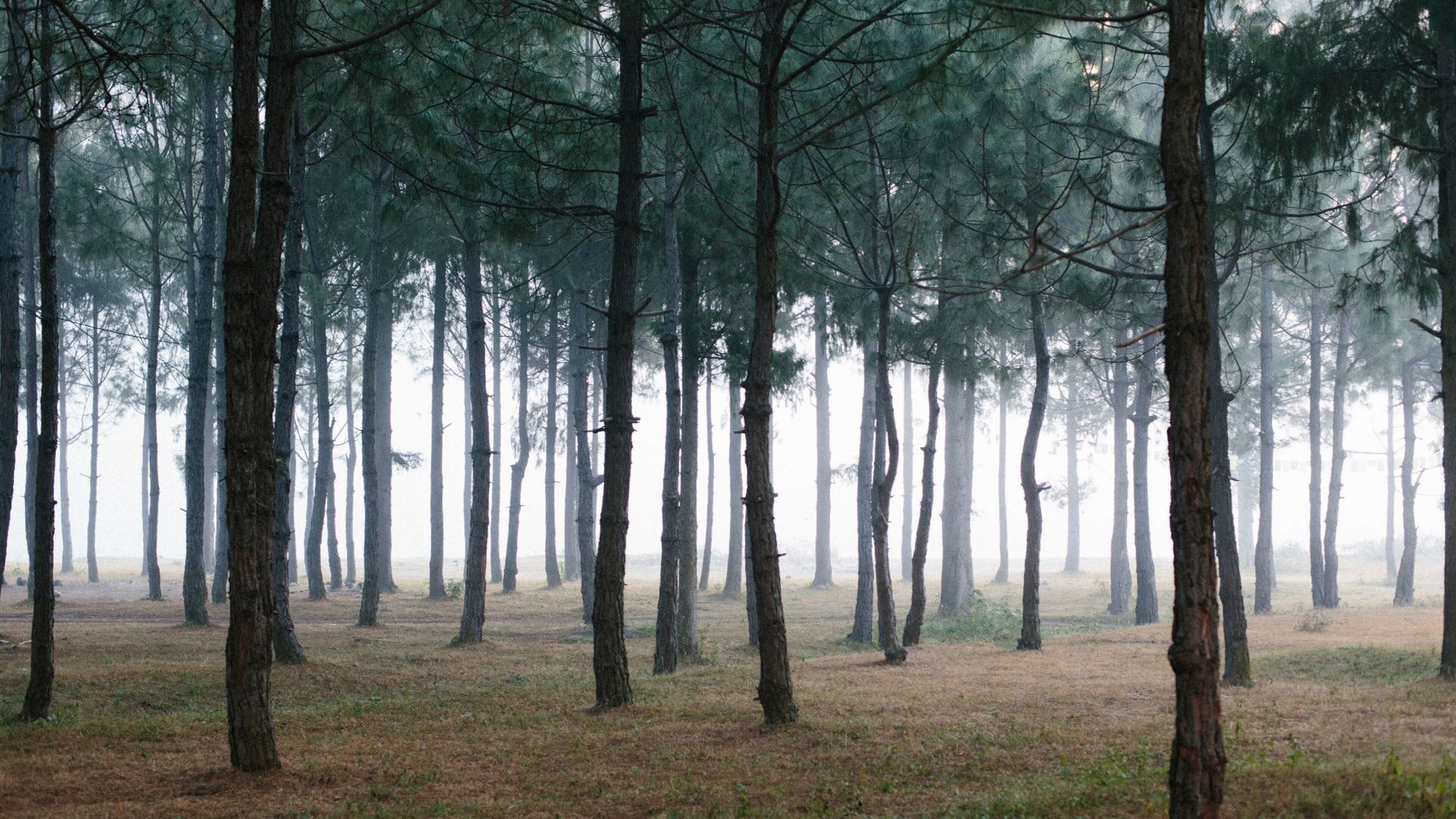 A Forest Of Trees