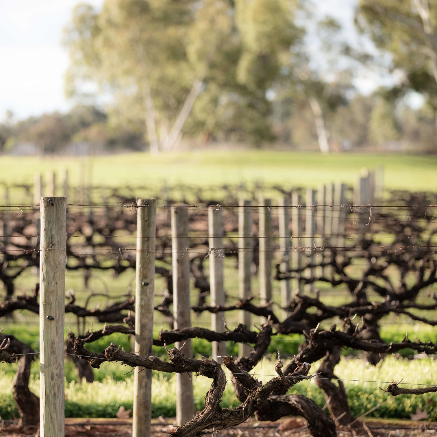 A Fenced In Field