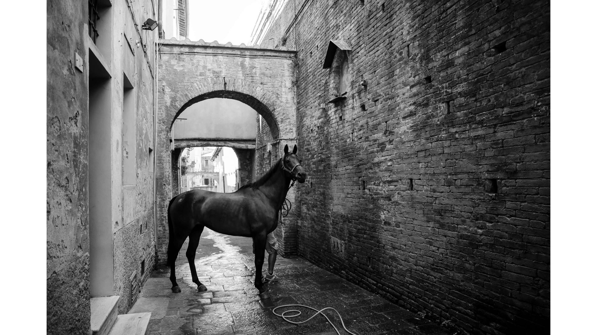 A Horse Standing In An Alley
