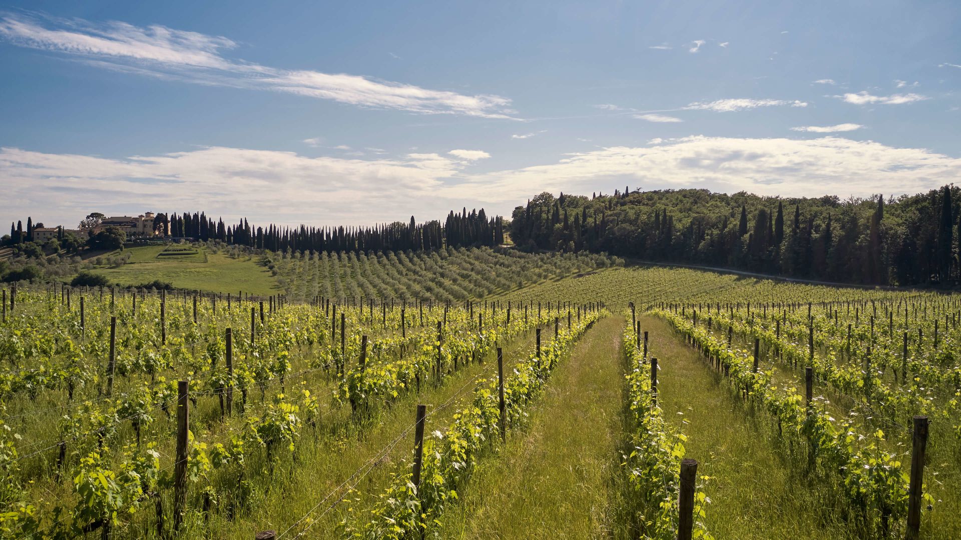 A Field Of Plants With Trees In The Background