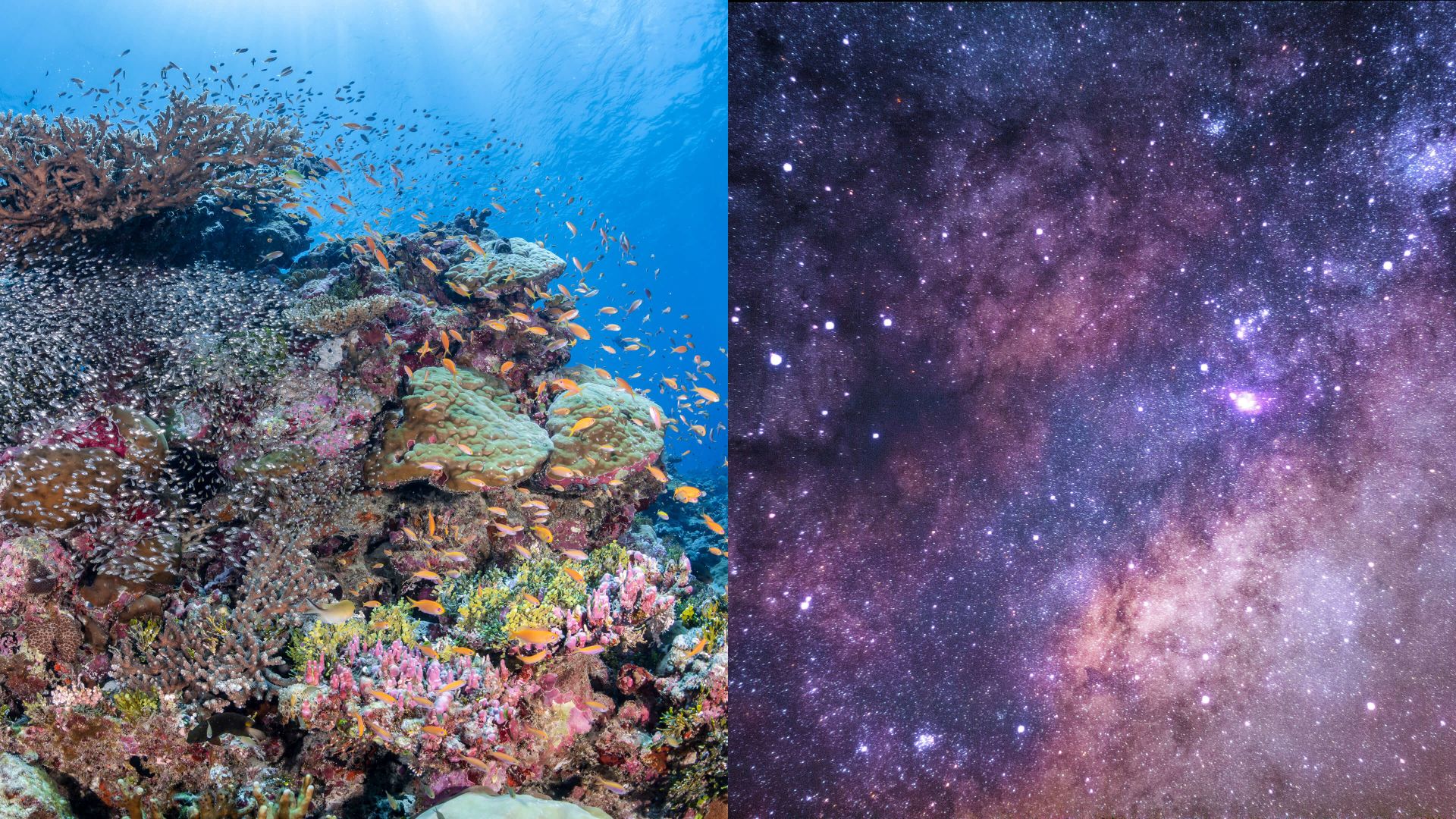 A Coral Reef Under Water