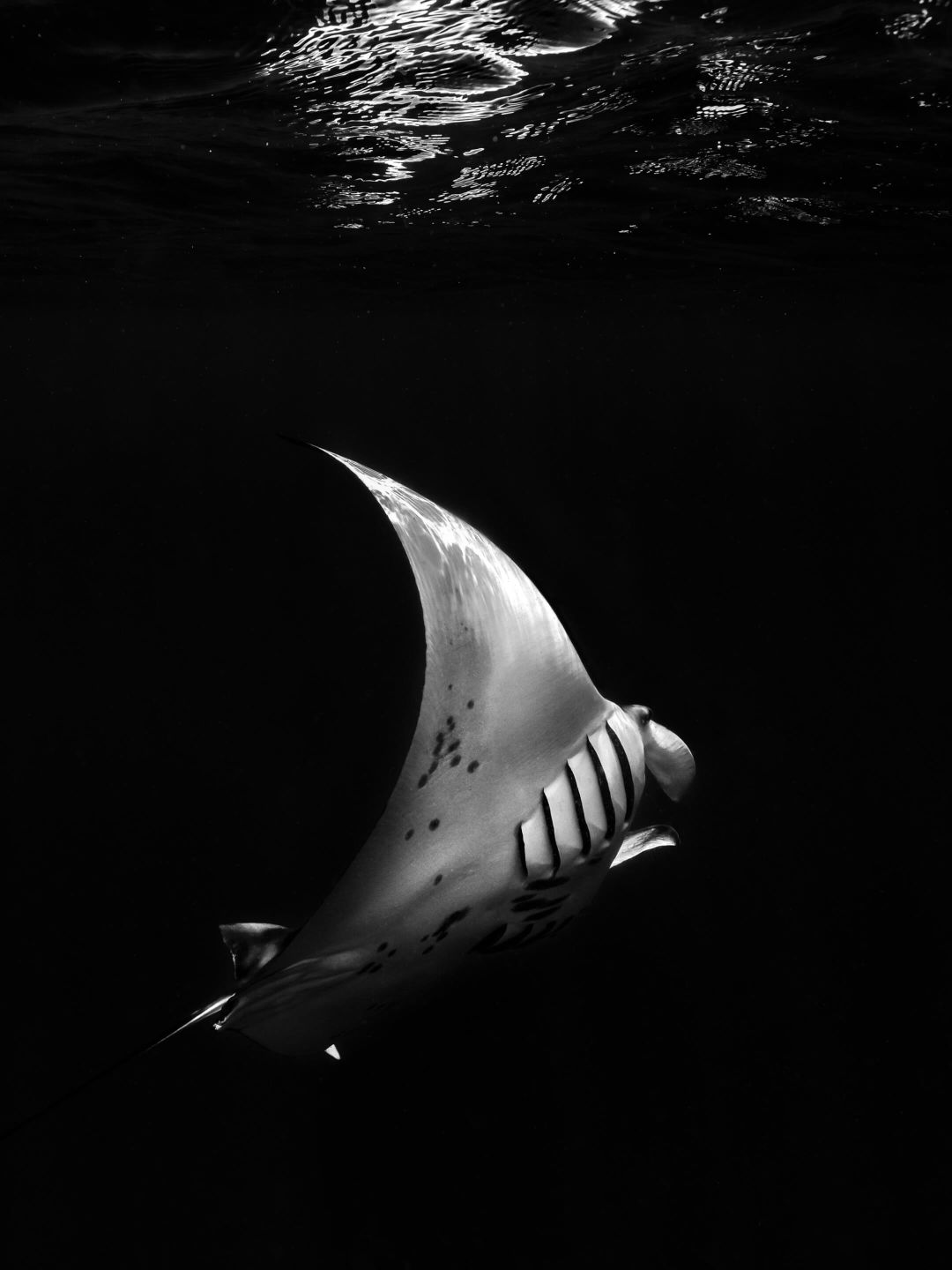 A Banana Being Dropped Into Water
