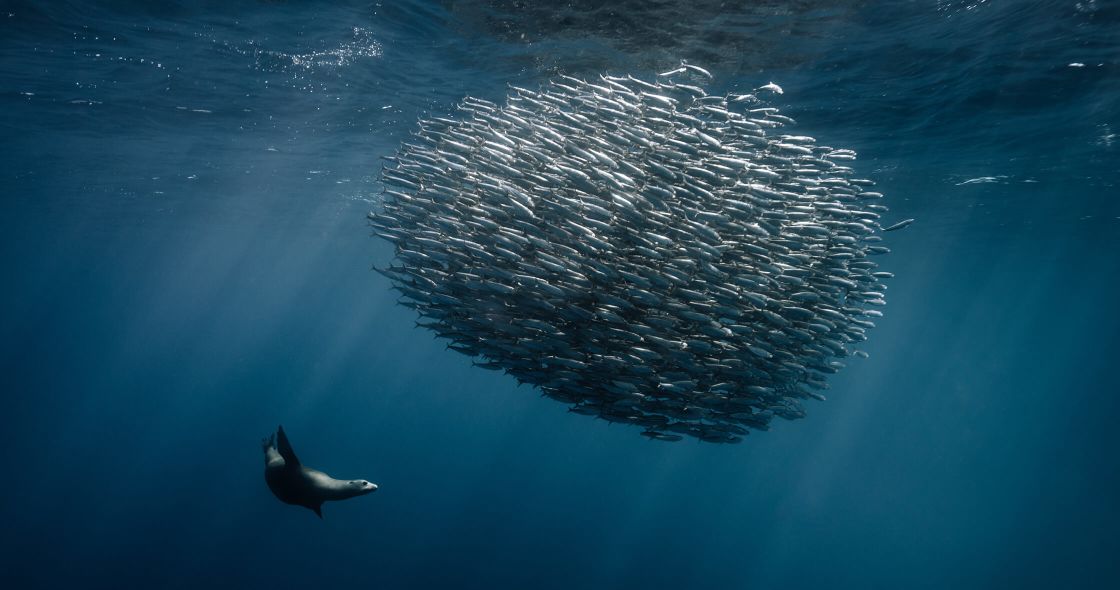 A Whale In The Water