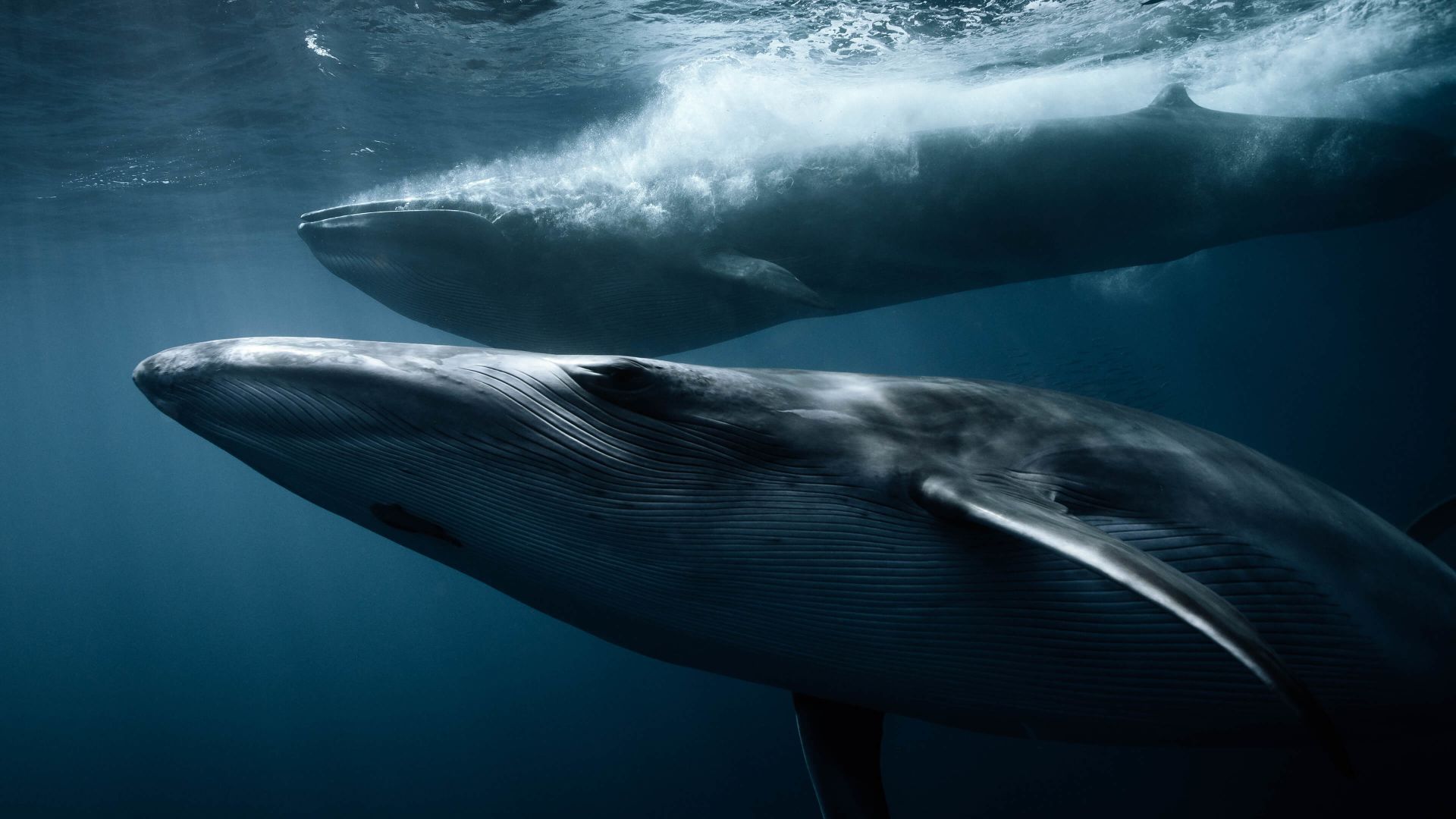 A Whale Swimming In The Water