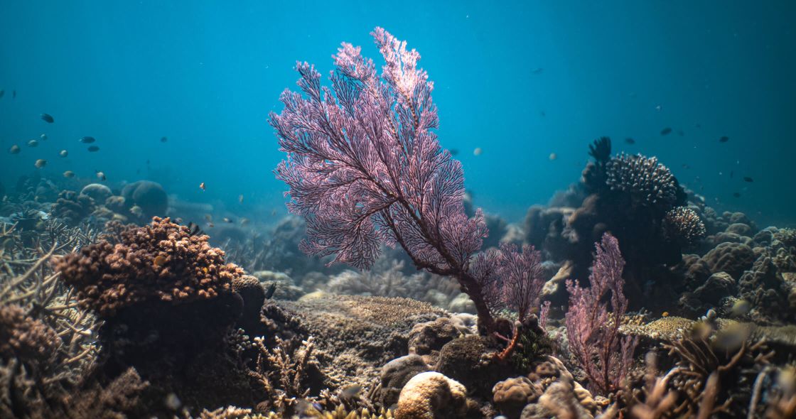 A Coral Reef With Fish
