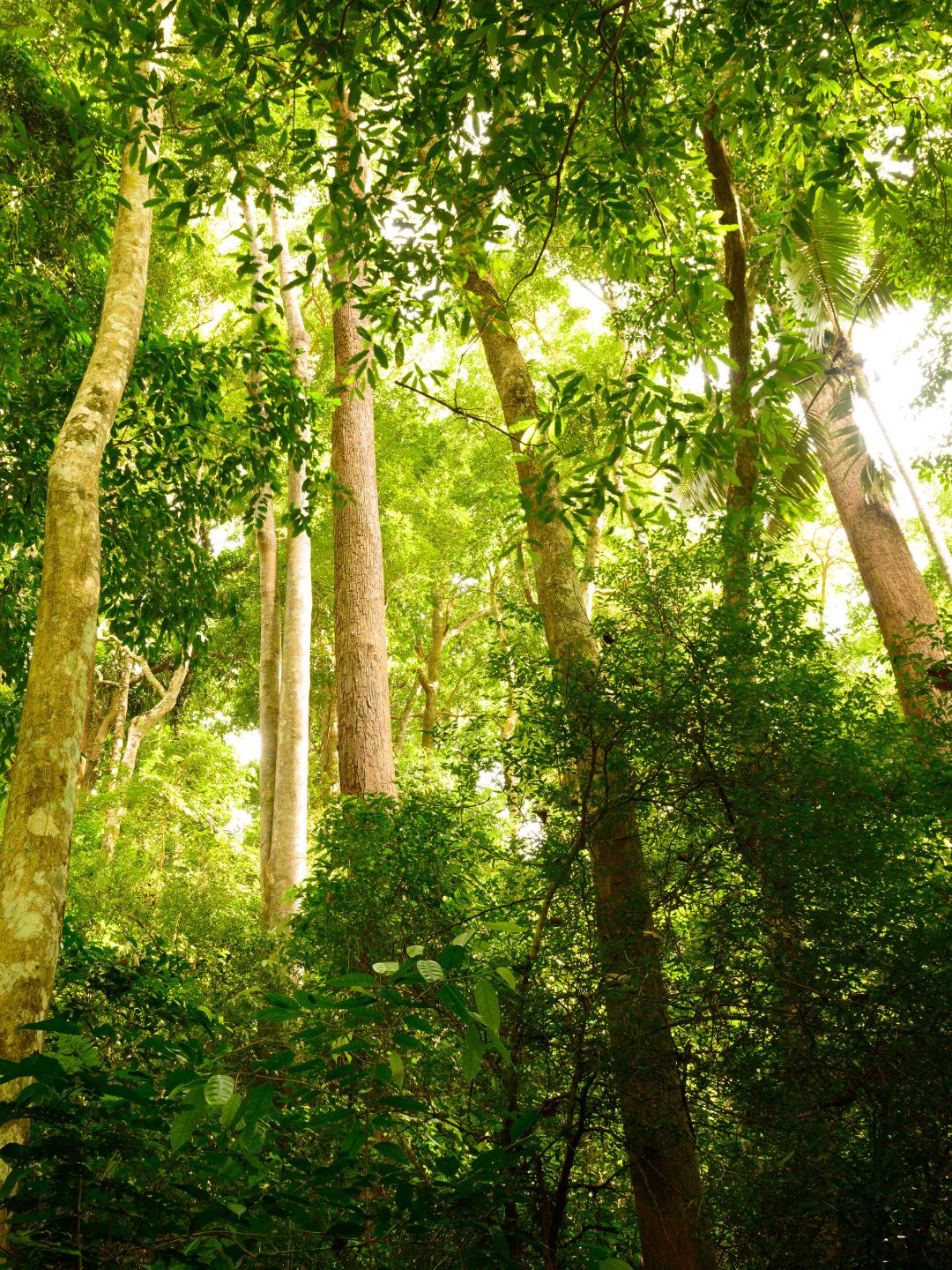 A Forest Of Trees