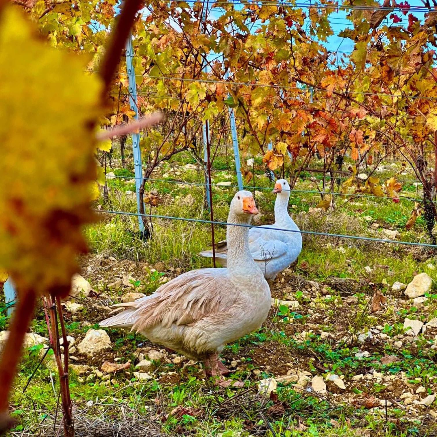 A Couple Of Geese In A Park