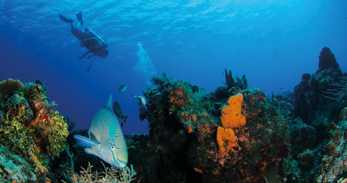 A Group Of Fish Swimming In The Ocean