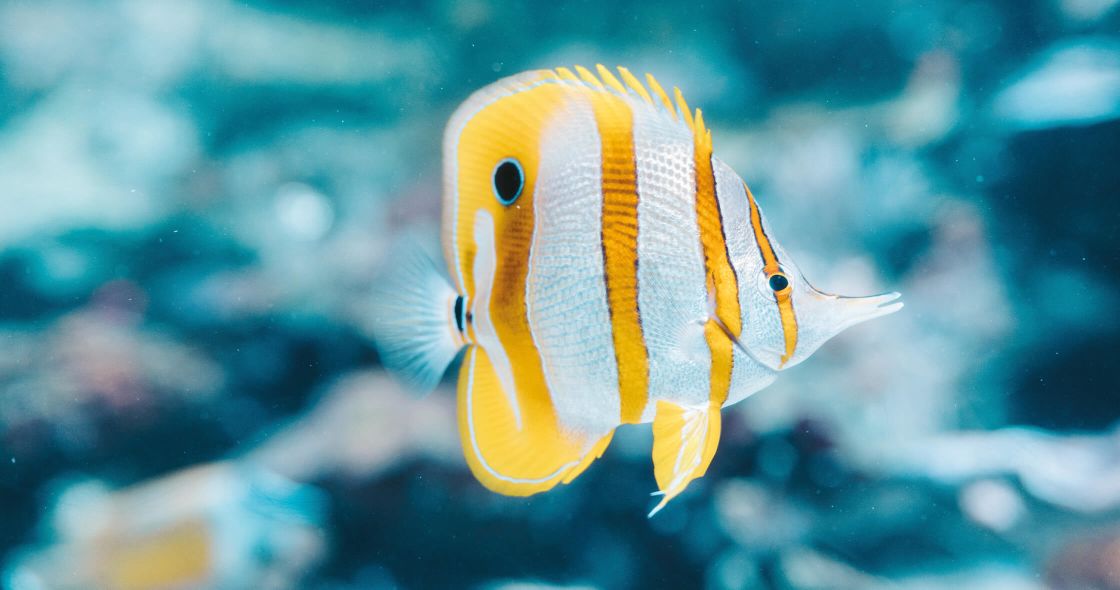 A Fish Swimming In Water