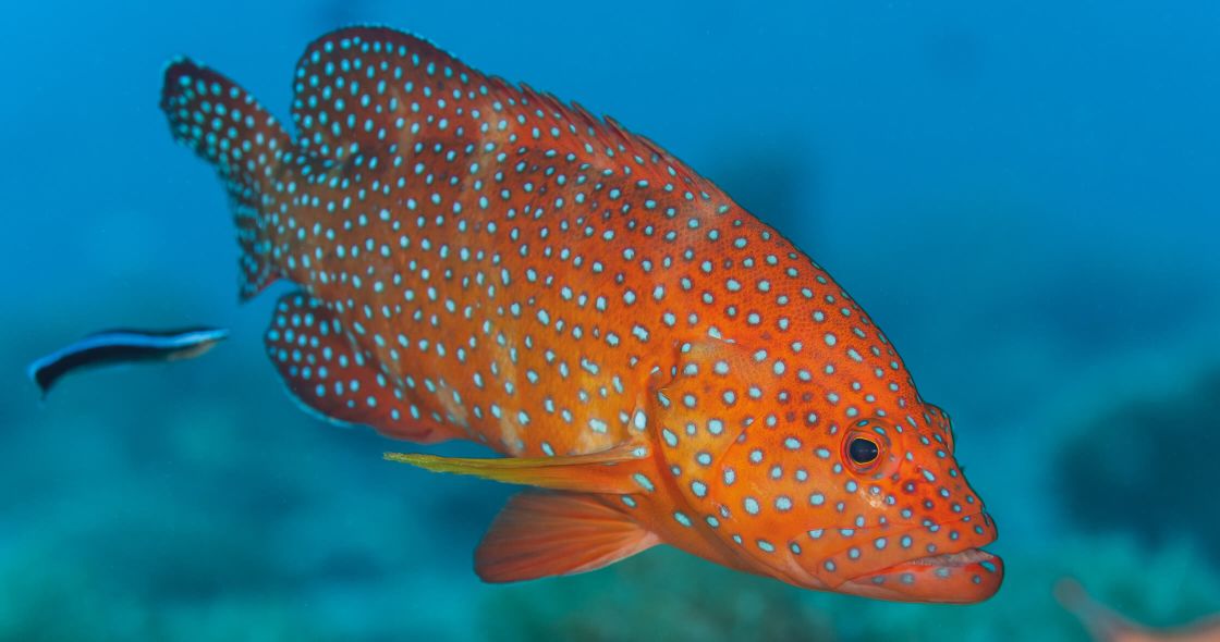 A Fish Swimming In The Water