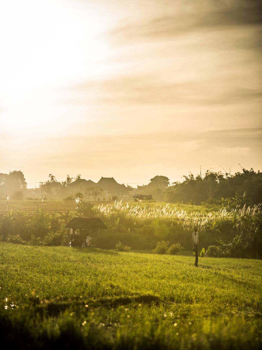 A Field Of Plants With A House In The Background