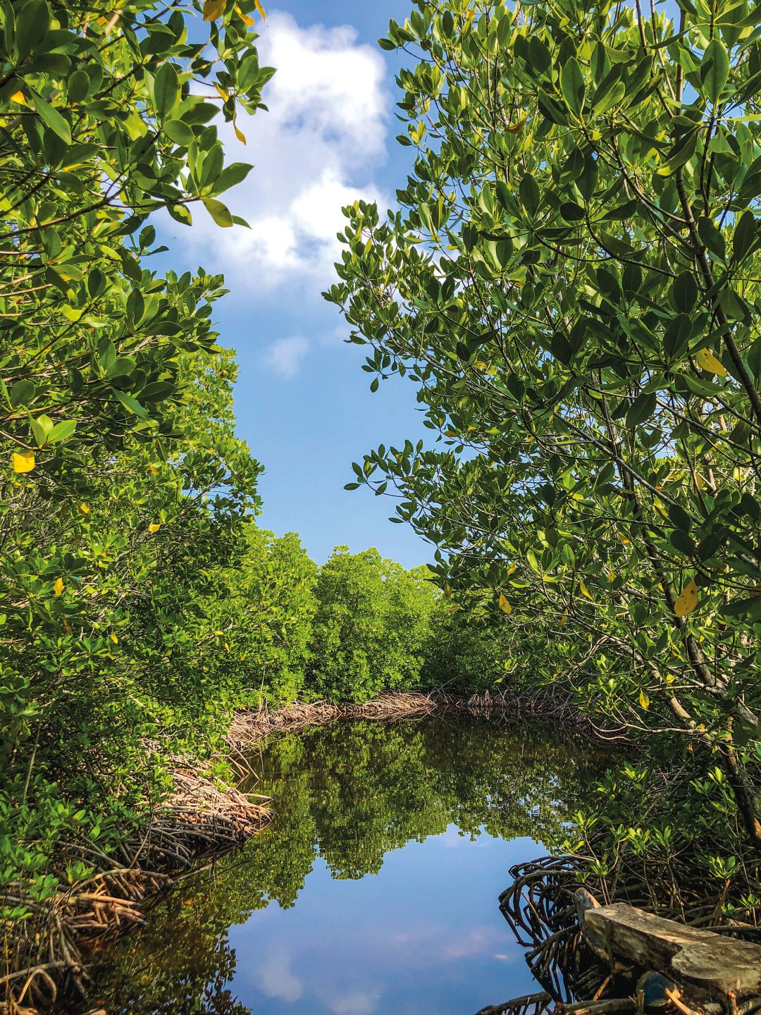 A River With Trees Around It