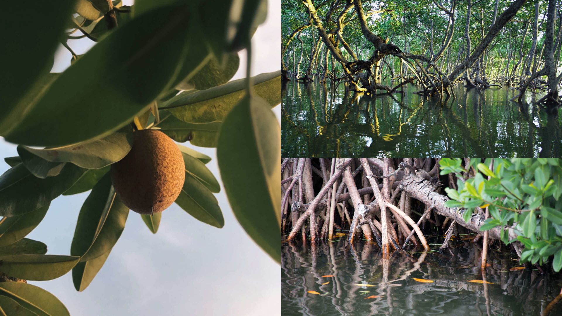 A Tree With A Round Object On It By Water