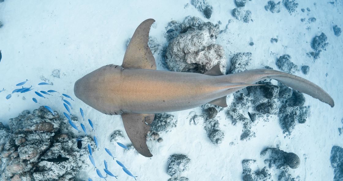 A Shark Swimming In The Water