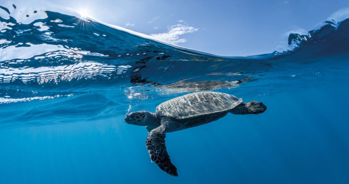 A Turtle Swimming In The Water