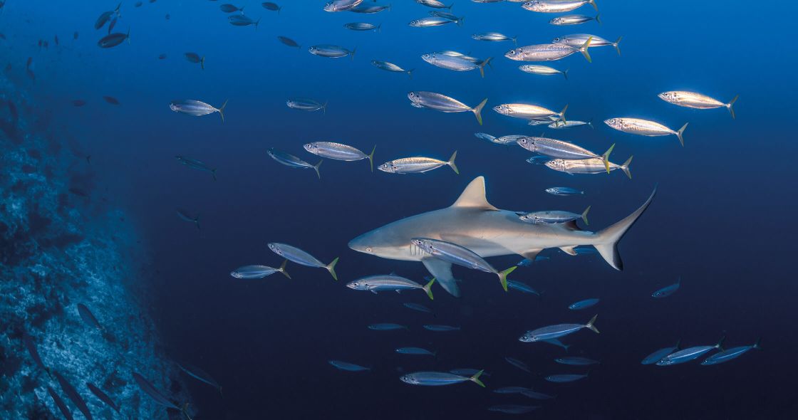 A School Of Fish Swimming In The Ocean