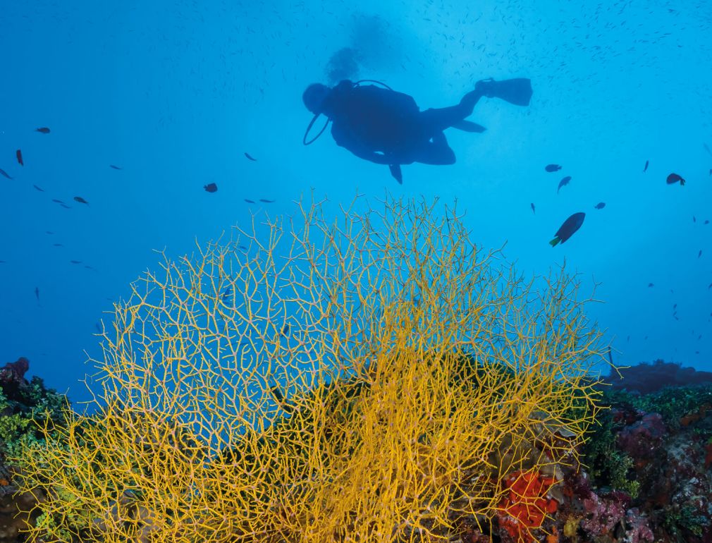 Fish Swimming In The Ocean