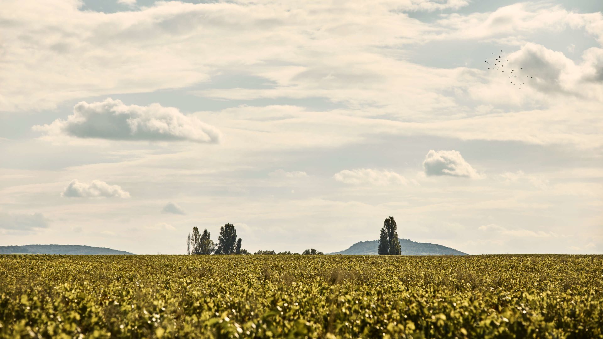 A Field Of Flowers With A Mountain In The Background