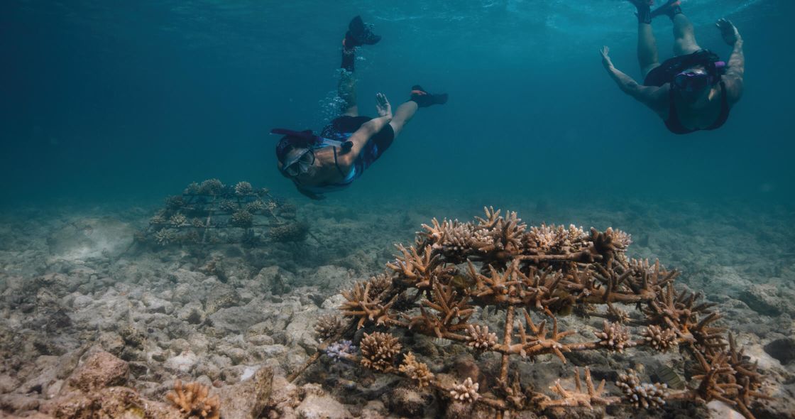 A Group Of Scuba Divers Swimming