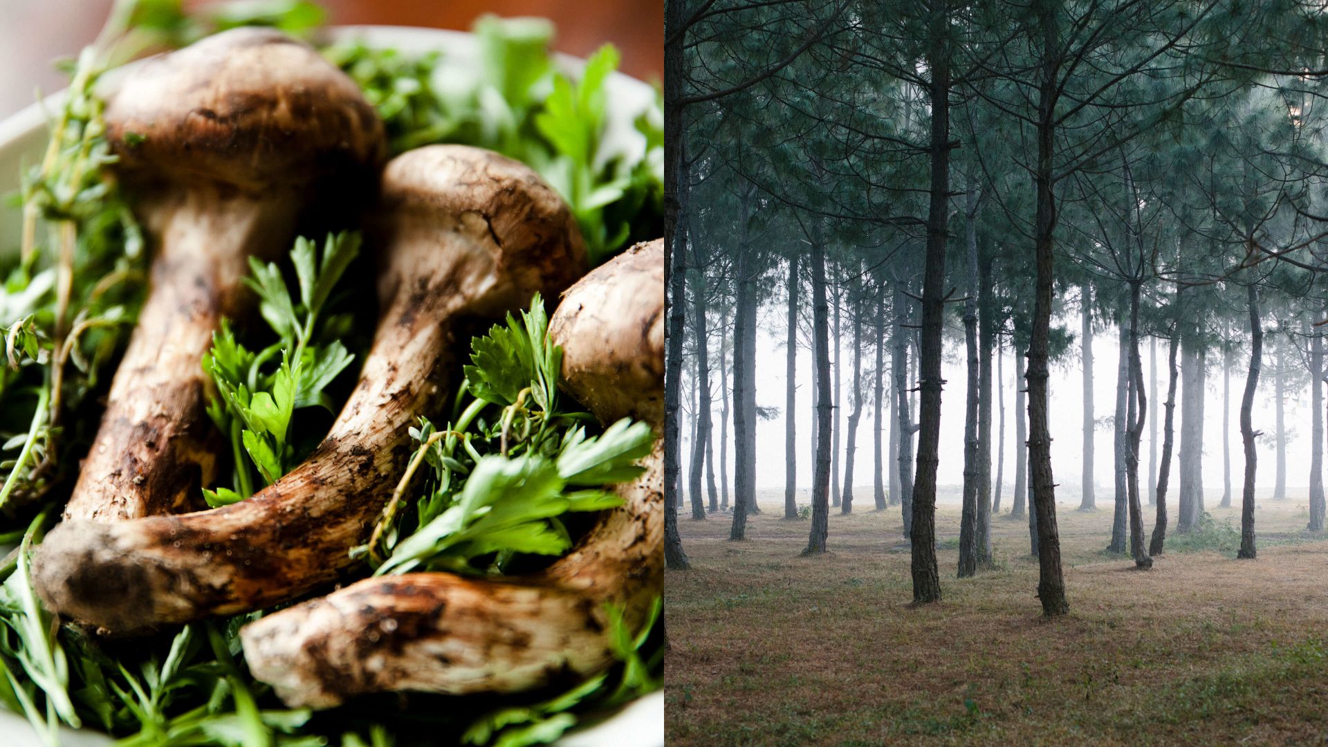 A Group Of Mushrooms